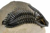 Ventrally-Prepared Hollardops Trilobite - Foum Zguid, Morocco #382847-2